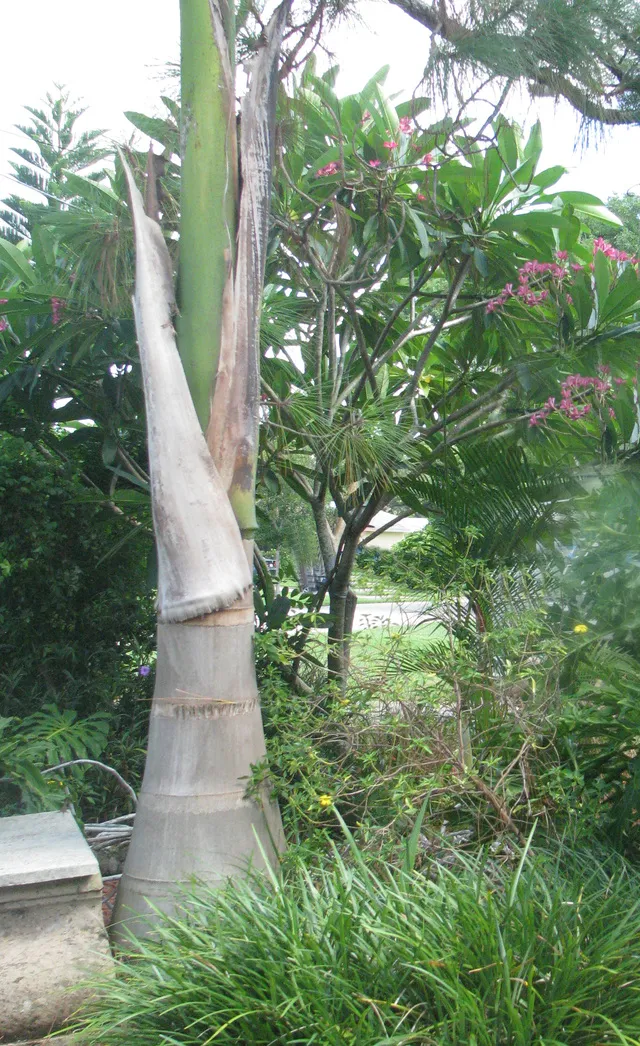 Old Naples Artist's Cottage photo 6