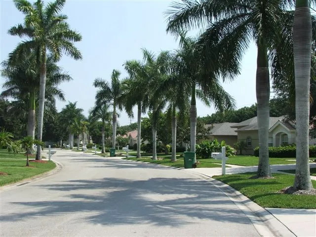 Down the Road of Royal Palms