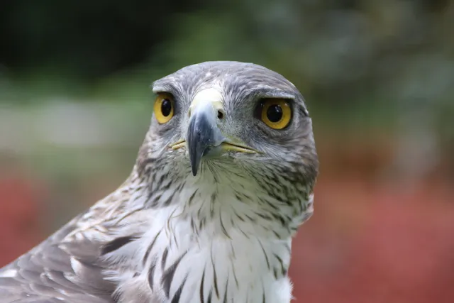 Bonelli Eagle