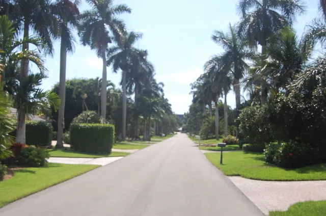 Our palm lined street.