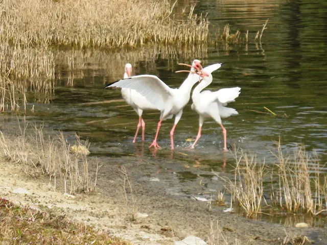 See your own lakeside bird show-- right on your own lake.