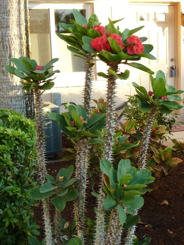 Garden.