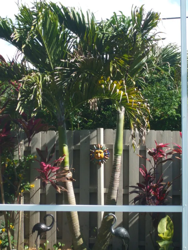 Pool is surrounded by plants.  It is very private.