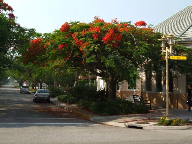 Enjoy the beauty and charm of downtown Naples