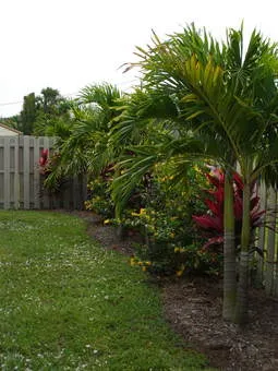 Pool is surrounded by beautiful tropical plants