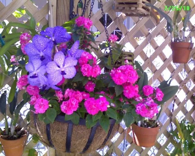 One of many floral plantings on patio trellis.