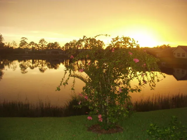 View from the garden at sunset.